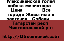 Мексиканская голая собака миниатюра › Цена ­ 53 000 - Все города Животные и растения » Собаки   . Татарстан респ.,Чистопольский р-н